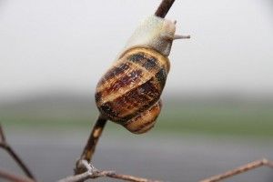 Caracol en tierras de Huerta Luis San José. Blog Esteban Capdevila