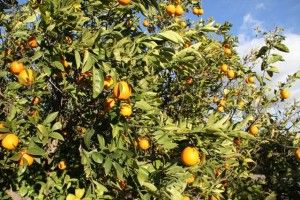 Naranjos de Finca Santiago en Murcia. Blog Esteban Capdevila