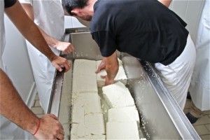 Cortando bloques de queso para desuerarlo. Blog Esteban Capdevila