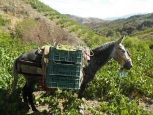 BURROS CARGANDO LA UCA DE EXARQUÍA. BLOG ESTEBAN CAPDEVILA