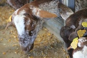 CABRAS COMIENDO CEREALES. QUESERÍA EL BUCARITO. BLOG ESTEBAN CAPDEVILA