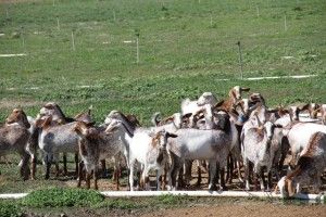 CABRAS DE LA QUESERÍA EL BUCARITO. BLOG ESTEBAN CAPDEVILA