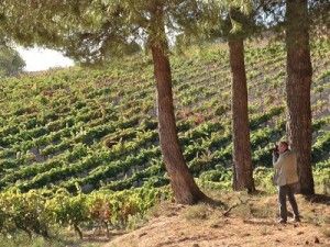 Esteban Capdevila en los viñedos de Bodegas Comenge en Ribera del Duero
