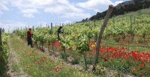 VIÑEDOS DE BODEGAS COMENGE.BLOG ESTEBANC APDEVILA