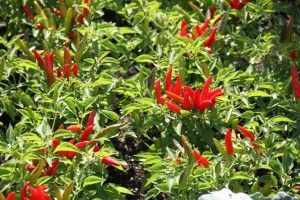 CHILES EN EL BOTÁNICO DE LONDRES. BLOG ESTEBAN CAPDEVILA