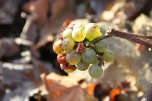 Uvas en los viñedos de Bodegas Habla. Blog Esteban Capdevila