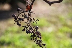 Uvas pasificadas en Gaillac. Blog Esteban Capdevila