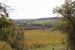 Viñedos de Le Château de Salettes. Blog Esteban Capdevila