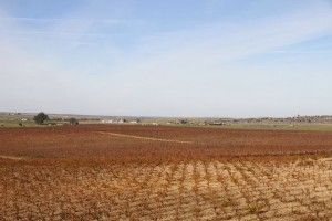 Viñedos de Bodegas Habla. Blog Esteban Capdevila