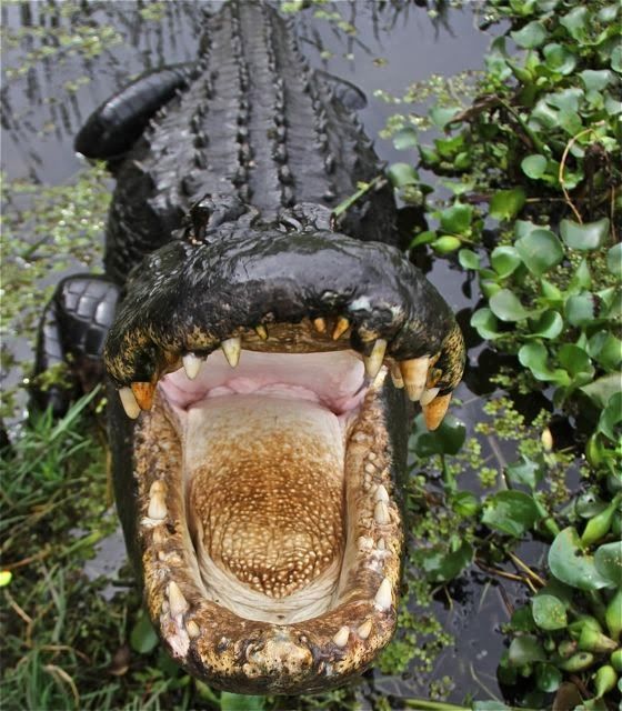 Fauces de un cocodrilo de los Everglades. Blog Esteban Capdevila