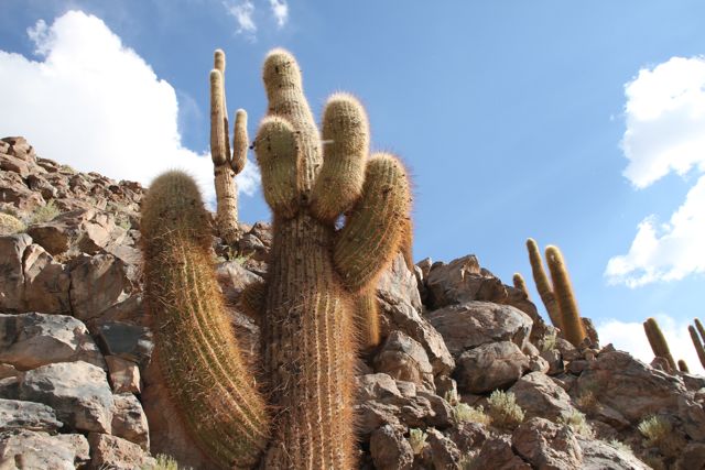 CACTUS DESIERTO ATACAMA. BLOG ESTEBAN CAPDEVILA