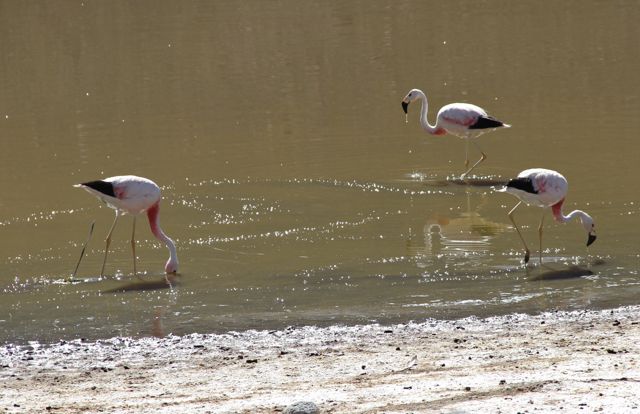 FLAMENCOS EN ATACAMA. BLOG ESTEBAN CAPDEVILA