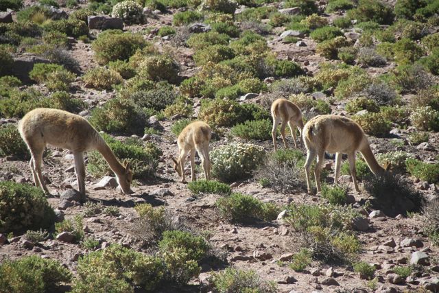 GUANACOS EN ATACAMA. BLOG ESTEBAN CAPDEVILA