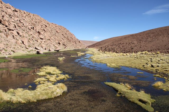 HUMEDALES DESIERTO ATACAMA. BLOG ESTEBAN CAPDEVILA