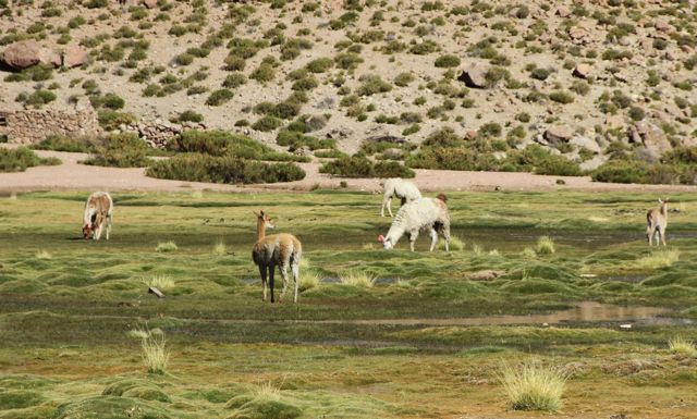 VICUÑAS EN ATACAMA. BLOG ESTEBAN CAPDEVILA