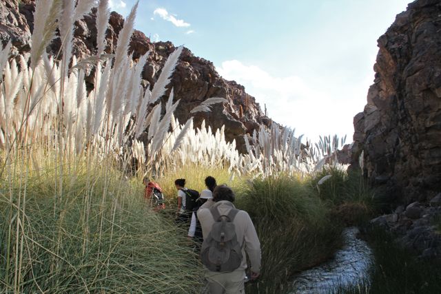 ruta cactus desierto atacama. Blog esteban capdevila