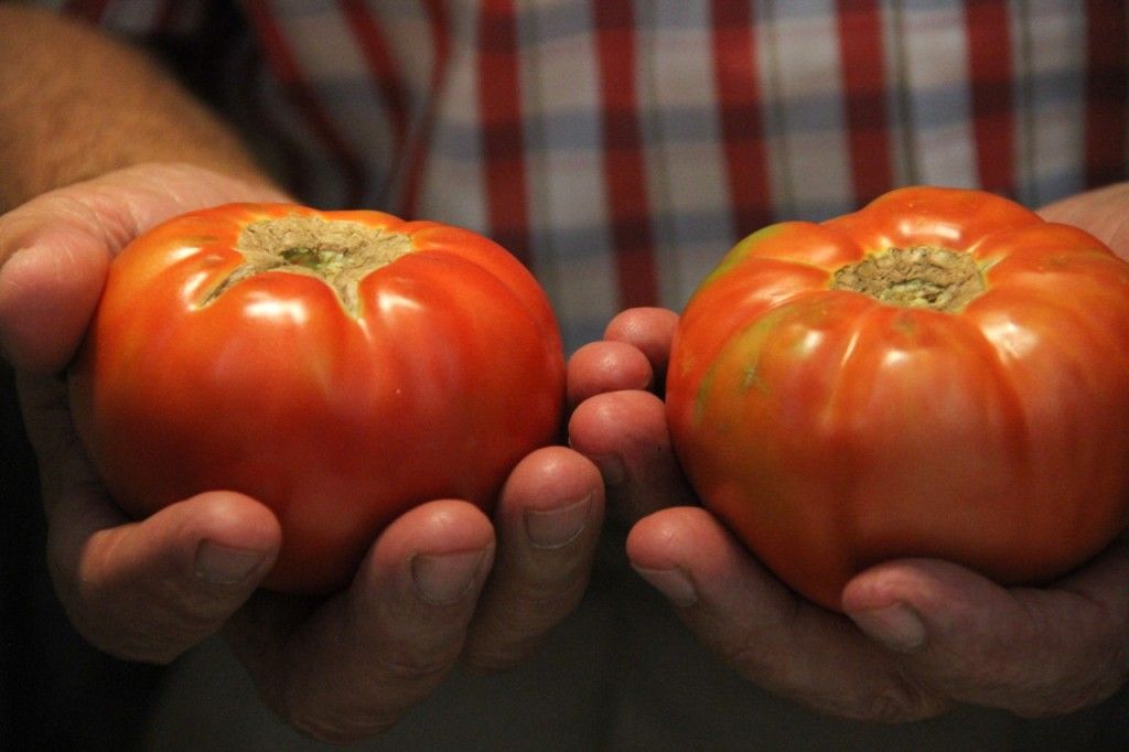 tomate de Mansilla en CASA MANDO