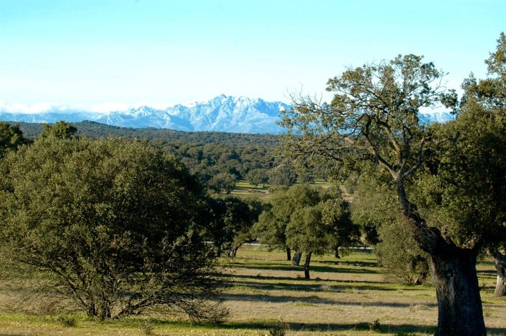 VALDEPALACIOS OROPESA - 1