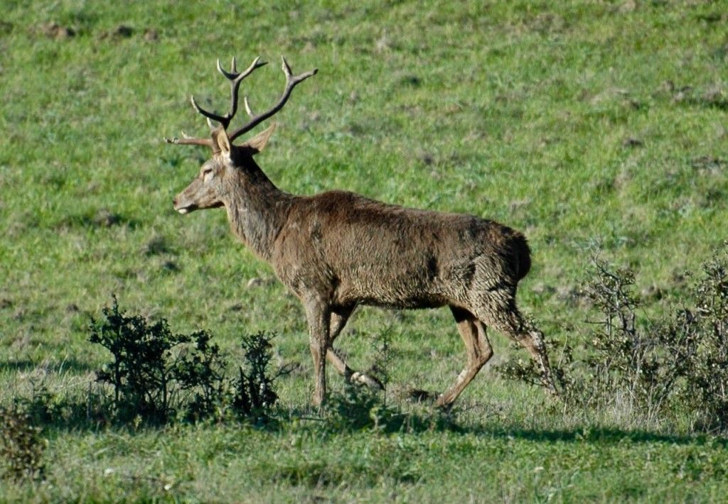 VALDEPALACIOS OROPESA CIERVO MACHO - 1