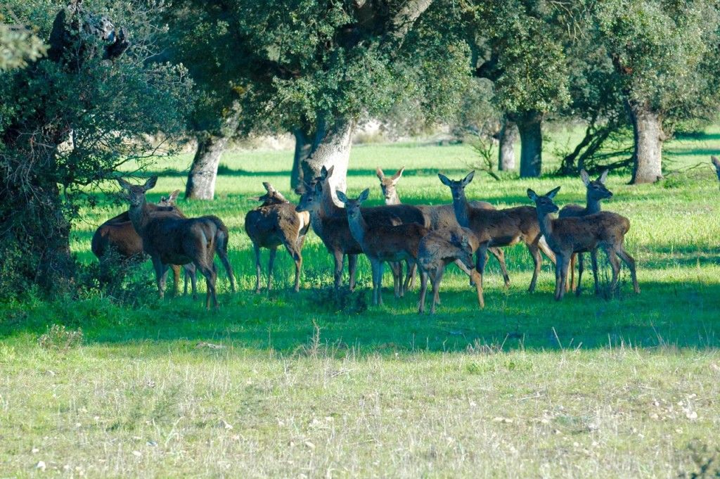 VALDEPALACIOS OROPESA CIERVOS - 1